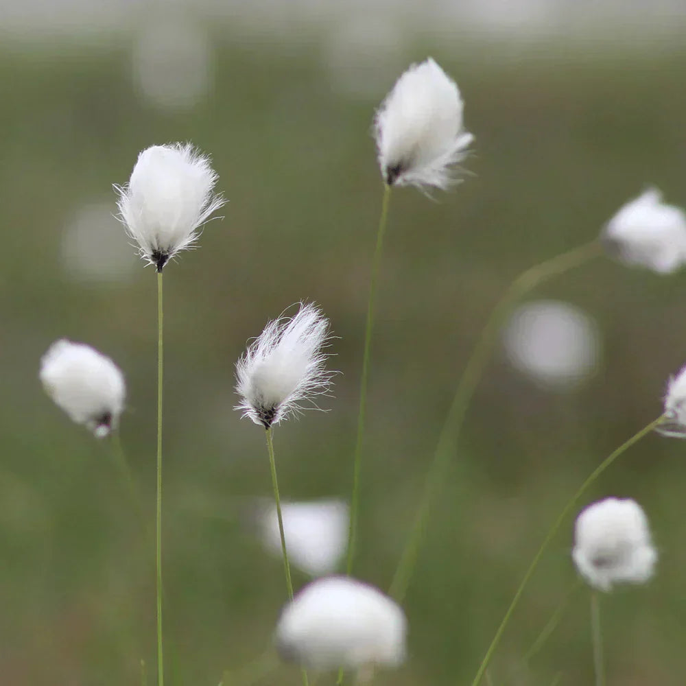 Cool, Calm, Cottongrass