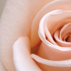 Damask Rose