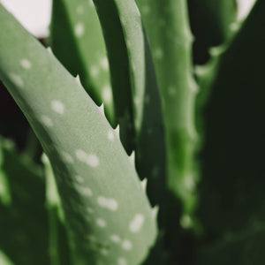 Aloe Leaf