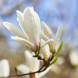 Chinese Willowleaf Magnolia