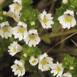 Euphrasia