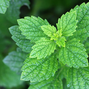 Lemon Balm