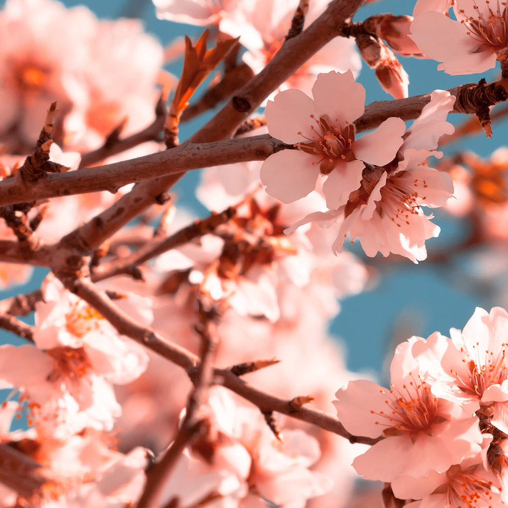 Peach Flower – Nuria Beauty